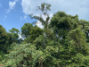 Bình Phước: Thu tiền dịch vụ môi trường rừng năm 2022 vượt Kế hoạch
