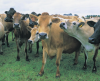 Tình hình dịch bệnh gia súc, gia cầm trên địa bàn tỉnh Tuần 25 (từ ngày 20/6/2022 đến 26/6/2022)