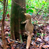 Hạt Kiểm lâm Đồng Phú thả động vật rừng về môi trường tự nhiên