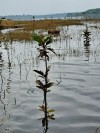 Kiểm tra công tác trồng cây, chăm sóc rừng trồng tại khu vực lòng hồ thủy điện Cần Đơn.