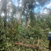 Huyện Bù Đăng: Gió lốc làm đổ, gãy cây rừng