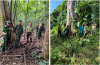Thành lập đoàn phối hợp liên ngành kiểm tra, tuần tra truy quét ngăn  chặn các hành vi vi phạm trong lĩnh vực quản lý rừng, phát triển rừng,  bảo vệ rừng, quản lý lâm sản năm 2024 trên địa bàn thị xã Phước Long