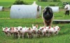 6 nguyên tắc chăn nuôi heo hữu cơ