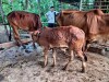 Tình hình dịch bệnh gia súc, gia cầm trên địa bàn tỉnh   Tuần 39 (từ ngày 03/10/2021 đến 10/10/2021)