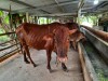 Tình hình dịch bệnh gia súc, gia cầm trên địa bàn tỉnh   Tuần 39 (từ ngày 27/9/2021 đến 03/10/2021)