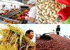 Hướng dẫn doanh nghiệp sản xuất thực phẩm có nguồn gốc thực vật thực hiện việc đăng ký xuất khẩu vào Trung Quốc