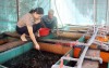 Phú Riềng: Triển vọng mô hình nuôi lươn không bùn