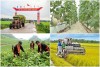 Bình Phước: Quy định mức hỗ trợ phát triển sản xuất trong nông nghiệp