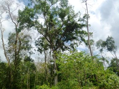 Vườn Quốc gia Bù Gia Mập được thí điểm thực hiện chính sách chi trả tiền dịch vụ môi trường rừng