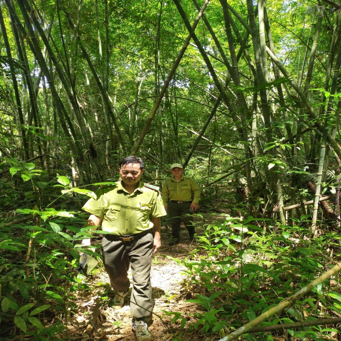 Tăng cường công tác tuần tra, truy quét quản lý bảo vệ rừng.