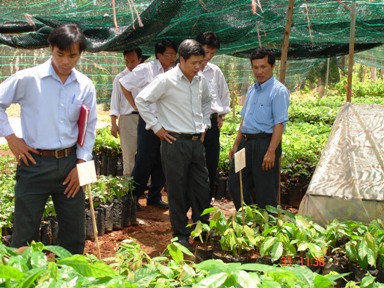 Đoàn cán bộ Sở Nông nghiệp & PTNT thăm vườn giống cacao