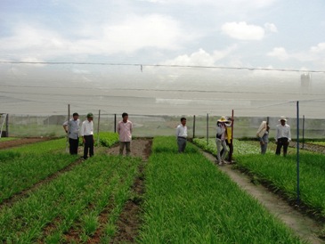 Cán bộ khuyến nông hướng dẫn kỹ thuật mô hình sản xuất rau hữu cơ