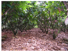 Vườn cacao giai đoạn kinh doanh được bón phân cân đối