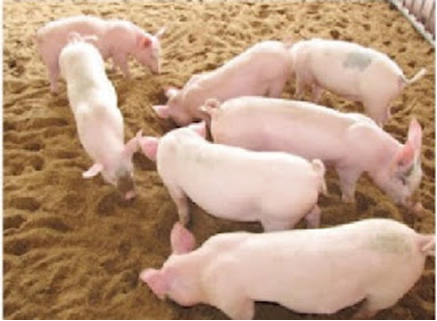 Sử dụng đệm lót sinh thái trong nuôi lợn giảm tỷ lệ mắc bệnh tiêu hóa