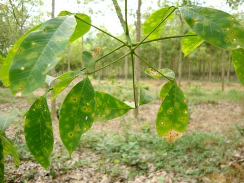 Bệnh vàng rụng lá cây cao su có chiều hướng diễn biến bất thường trong mùa mưa