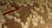 Bộ NN & PTNT công nhận Quy trình kỹ thuật sử dụng chế phẩm BALASA N01 để tạo đệm lót sinh học nuôi gà