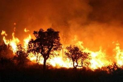 Bình Phước: 93,13 ha rừng bị thiệt hại do cháy