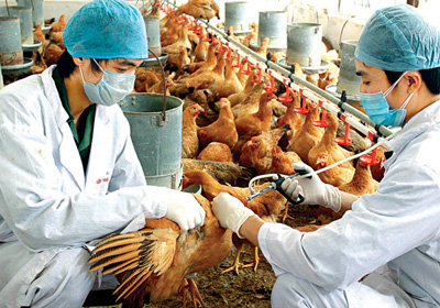 Tiêm phòng vắc xin bệnh cúm gia cầm A/H5N1 miễn phí cho gà, vịt