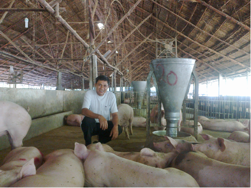 Anh Nguyễn Phi Long với đàn heo thịt sử dụng thức ăn ủ men