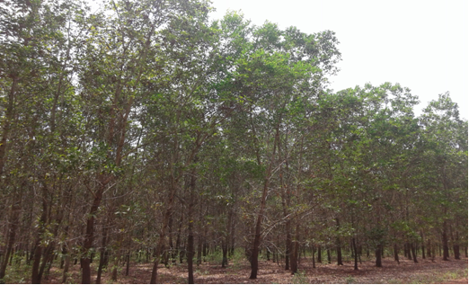 Ảnh: Rừng trồng gỗ nguyên liệu chế biến của Công ty Cổ phần Nguyên Vũ.