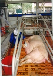 Kỹ thuật nuôi lợn nái mang thai