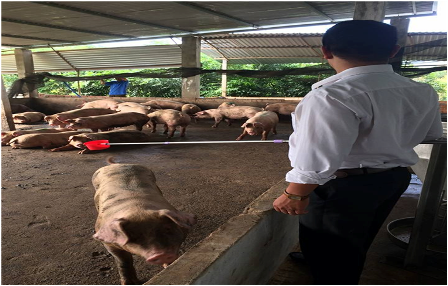 Kiểm tra cơ sở chăn nuôi lợn