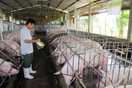 Quy định quản lý nhà nước đối với hoạt động chăn nuôi gia súc, gia cầm trên địa bàn tỉnh Bình Phước