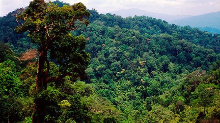 Những điểm mới khi chuyển đổi mục đích sử dụng rừng sang mục đích khác theo quy định của Luật Lâm nghiệp