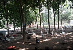 Mô hình chăn nuôi hiệu quả ở Phường tân phú, thành phố đồng xoài