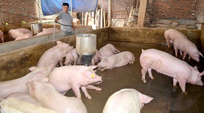 Triển khai các biện pháp kiểm soát vận chuyển lợn và sản phẩm lợn