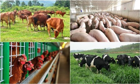 Một số điểm nổi bật của Nghị định 13/2020/NĐ-CP, hướng dẫn chi tiết luật chăn nuôi