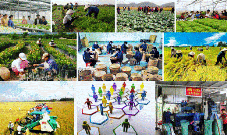 Kinh tế hợp tác và phát triển nông thôn năm 2019