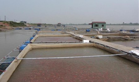 Kỹ thuật nuôi cá diêu hồng trong lồng bè trên sông và hồ chứa