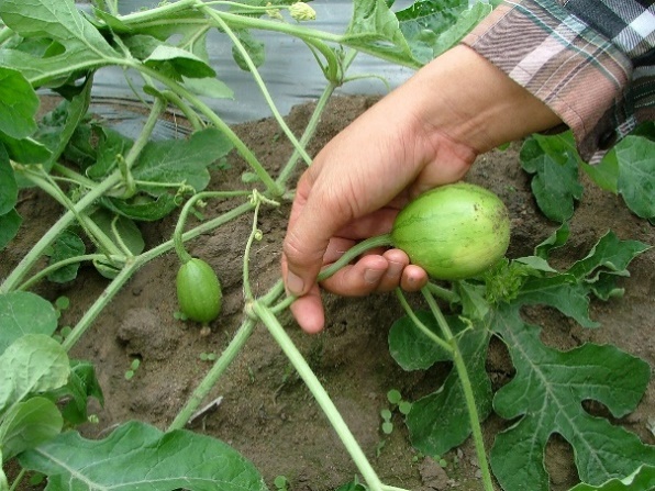 Kỹ thuật trồng và chăm sóc cây dưa hấu