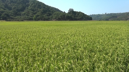 Bù Đăng: Lúa Đài thơm 08 – Mang lại niềm vui cho người trồng lúa xã Đăng Hà