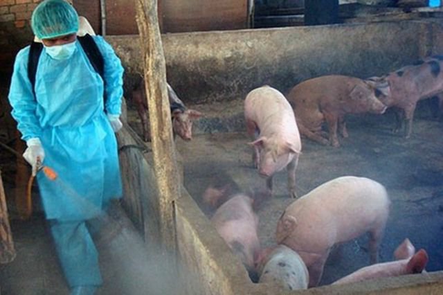 Phòng, chống bệnh Dịch tả lợn châu phi trên địa bàn huyện Bù Đăng