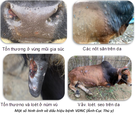 Tình hình dịch bệnh gia súc, gia cầm trên địa bàn tỉnh Tuần 26 - 27