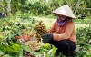 Bình Long: Tiêu thụ trái cây cần giải pháp bền vững