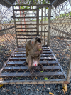 Phuoc Long: People voluntarily surrendered a pig-tailed macaque