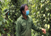 Effectiveness of organic pepper cultivation - a sustainable direction for farmers in Binh Phuoc.