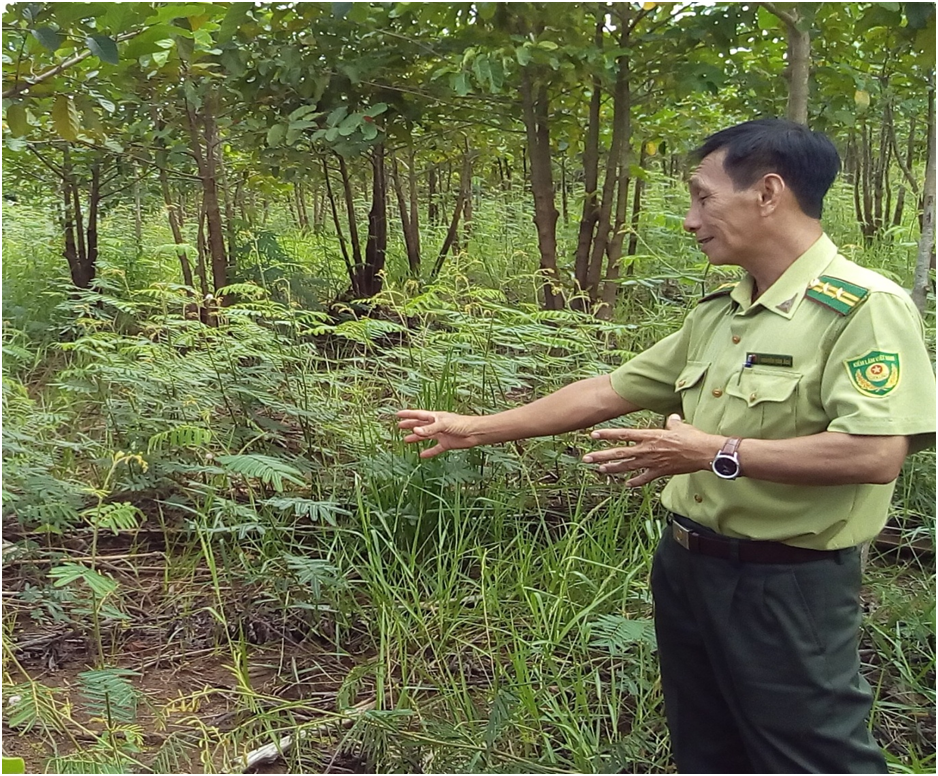 Ông Nguyễn Văn Ách – Hạt trưởng Hạt kiểm lâm giới thiệu mô mình trồng cây gáo nước