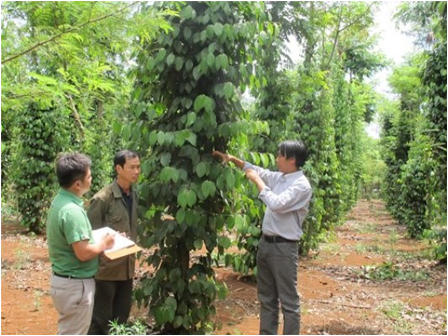 Phú Yên: Giải pháp phát triển bền vững cây tiêu