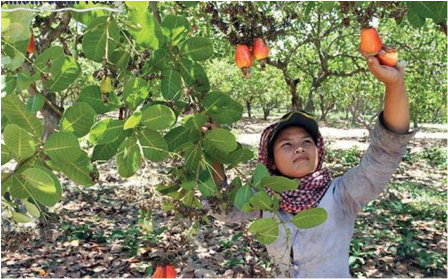 Căm-pu-chia và Việt Nam ký kết phát triển cây điều