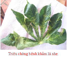 QUY TRÌNH KỸ THUẬT PHÒNG TRỪ BỆNH KHẢM LÁ KHOAI MỲ