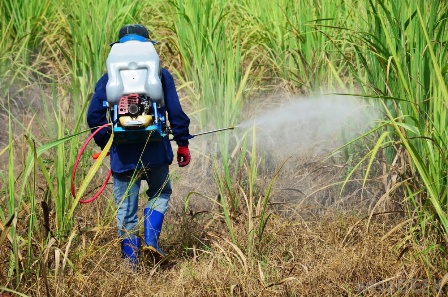 Tăng cường quản lý việc sử dụng thuốc trừ cỏ