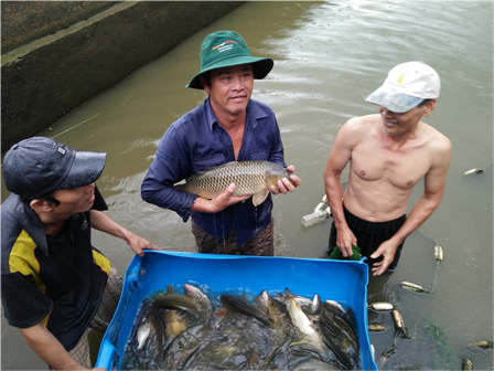 Kỹ thuật nuôi cá chép giòn