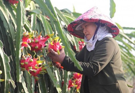 Giá thanh long rẻ như cho, đâu là nguyên nhân?