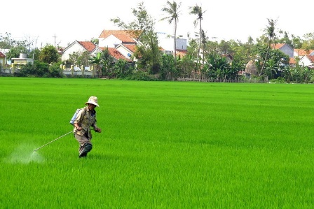 Tập trung sản xuất vụ đông xuân năm 2018-2019