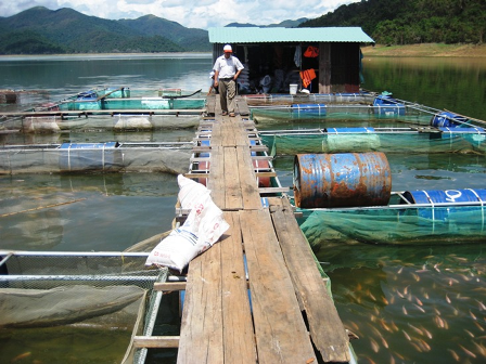 Kỹ thuật nuôi cá lăng nha thương phẩm trong lồng trên hồ chứa