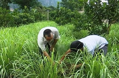 Hòa Bình: Thu nhập cao từ liên kết thâm canh cây sả